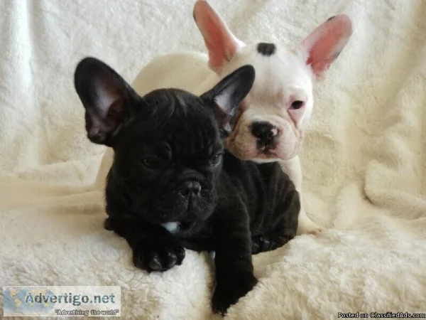 French Bulldog Male and female Puppies