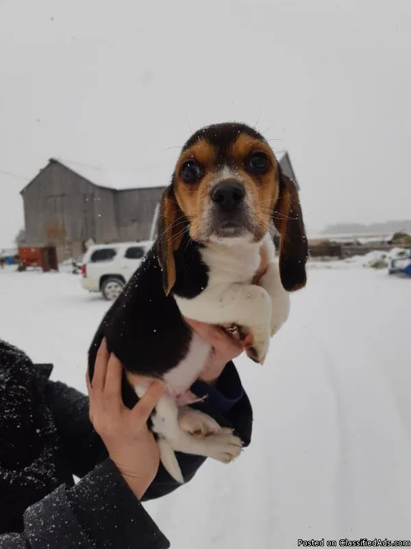Beagle Puppies