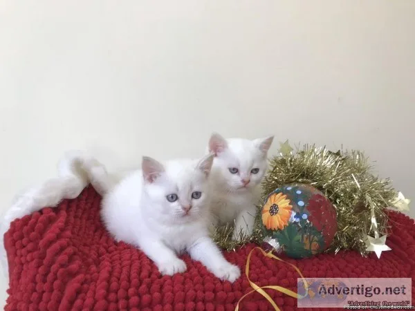 Purebred British Short Hair Kittens blue eyes 