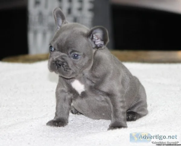 Gorgeous Blue female French Bulldog