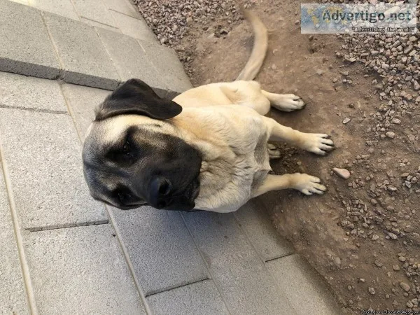 8 month old intact female English mastiff