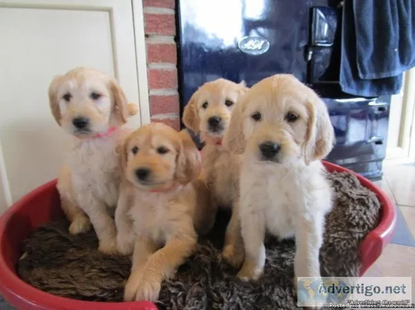 golden retriever puppies