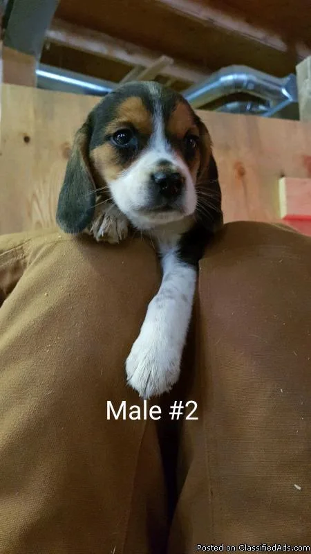BeaglePugChihuahua