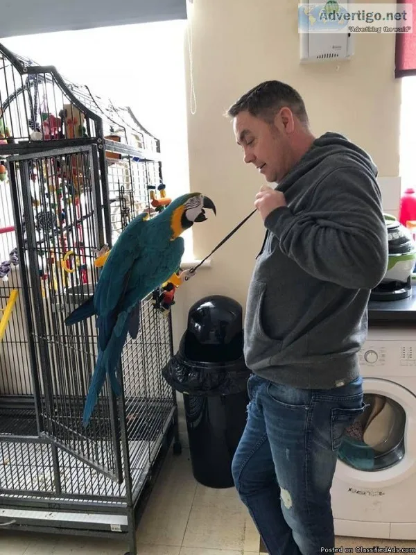 2 Proven Pair Bandgs Macaws