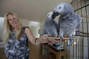 Tamed Congo African Greys