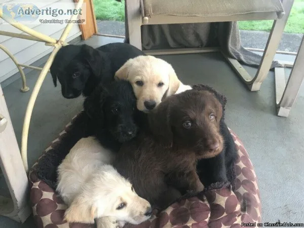 Labradoodle puppies