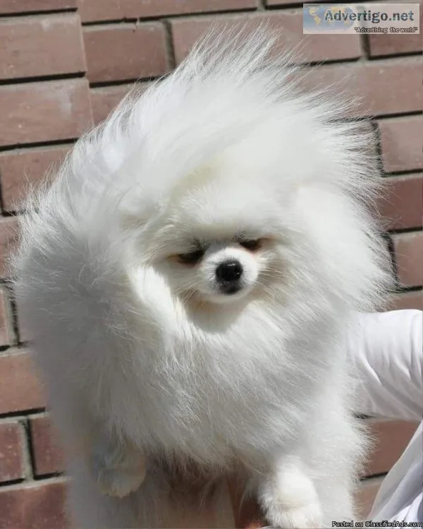 pomeranian pups