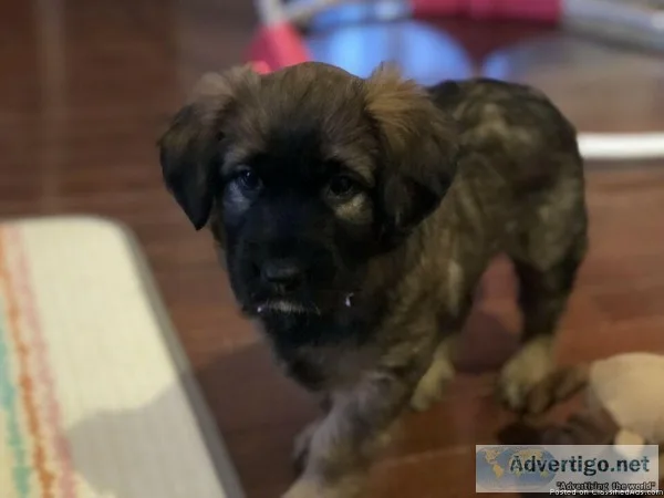 German Shepard Lab Mastiff Cross