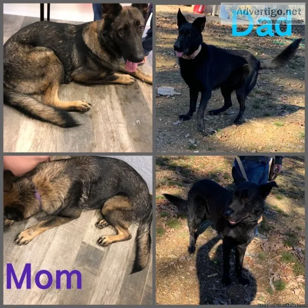 Sable Female AKC German Shepherd Puppy