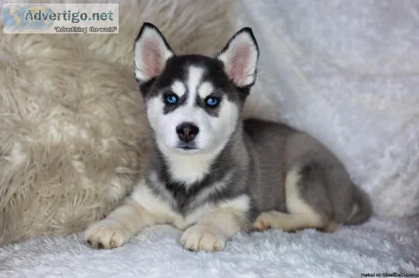 Siberian Husky Puppies