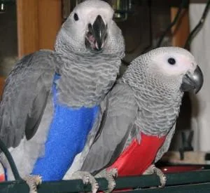 African Grey Parrot