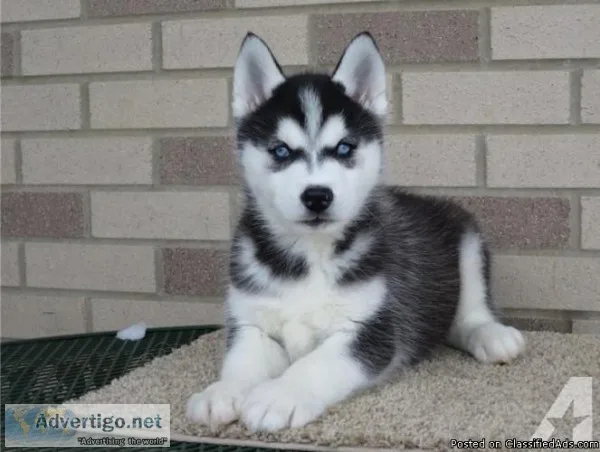 Husky puppies to Re-home