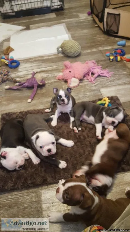 Boston Terrier puppies