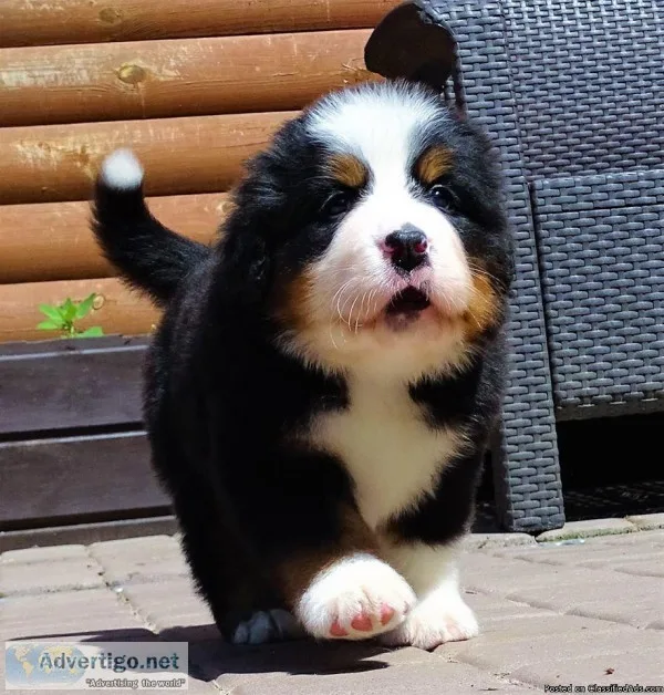 Cute Bernese Mountain  Puppies MaleFemale