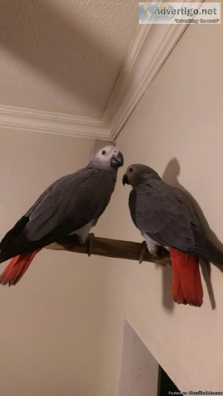 Congo African Grey Parrots Available.