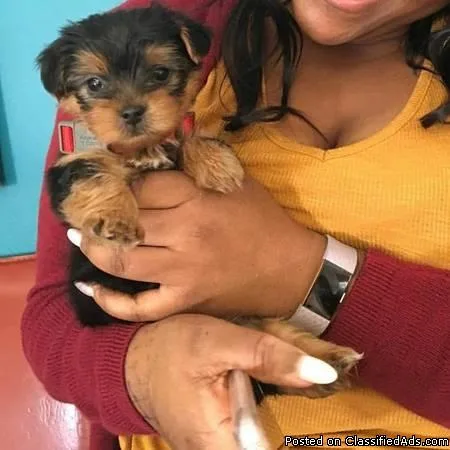 YORKSHIRE PUPPIES for sale