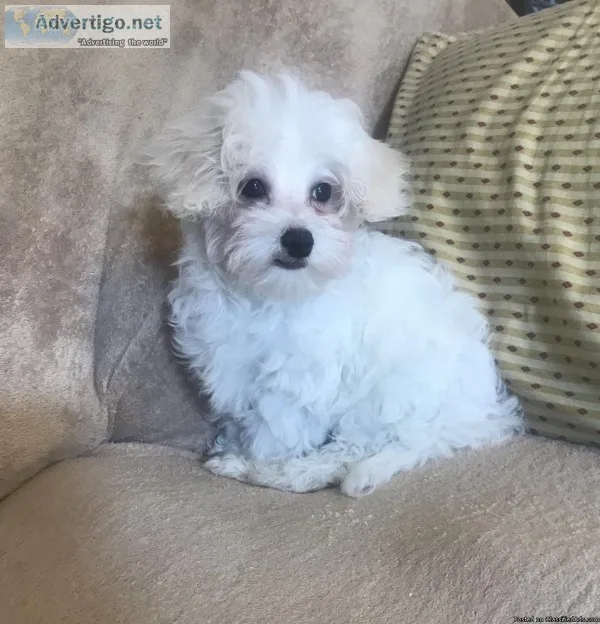 Male Malti-Poo Puppies
