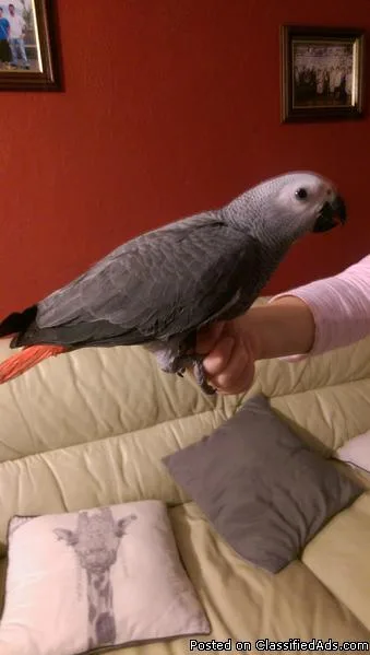 Tamed African Grey For Sale
