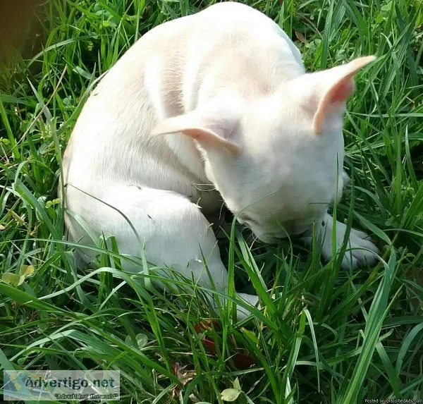 High quality French bulldog pups
