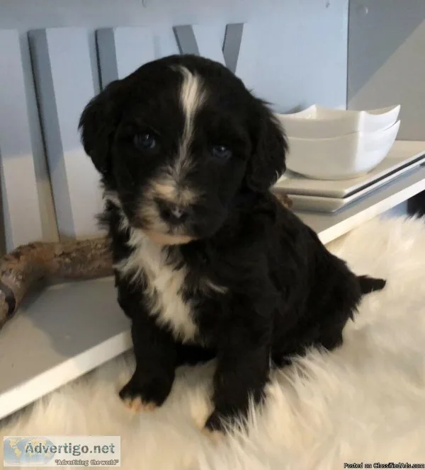Sheepadoodles puppies