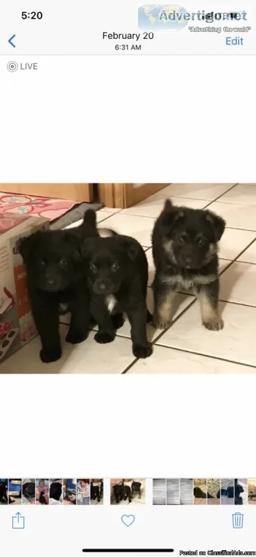 German Shepherd puppies