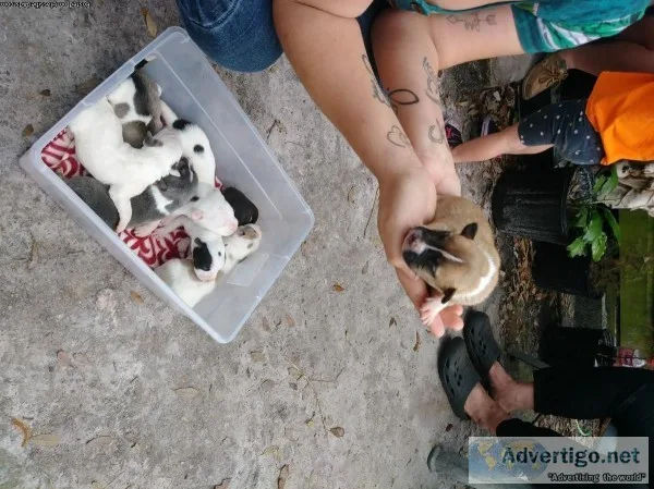 Beautiful Corsa Kane  pit puppies