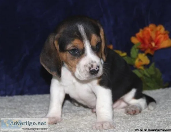 Puggle Puppies (Beagle Pug cross)