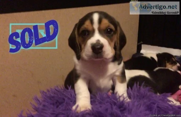 2 year old 29lb male beagle mix available for adoption