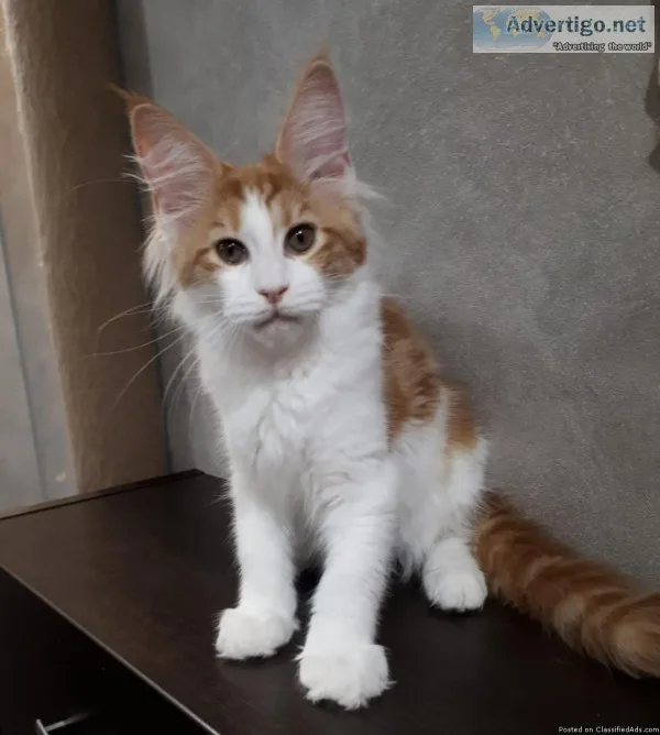 Maine Coon Female Kitten