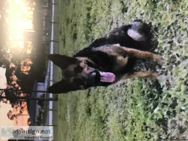 AKC German Sheperd