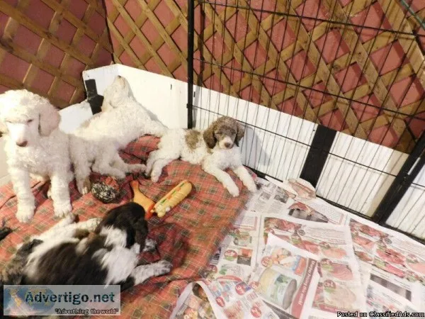 Maltipoo Puppies 