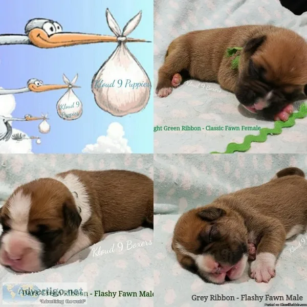 We have available Boxer Puppies