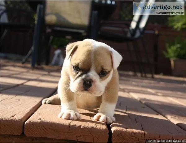 English x French Bulldog Puppy &quotMini Bulldog&quot