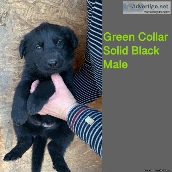 Solid Black Male German Shepherd Puppy