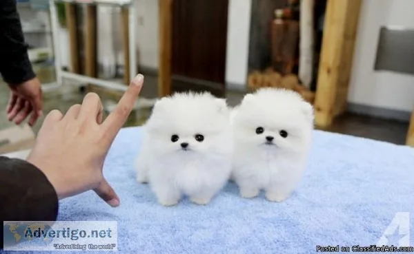 vet check Ack register Pomeranian puppies for good homes..