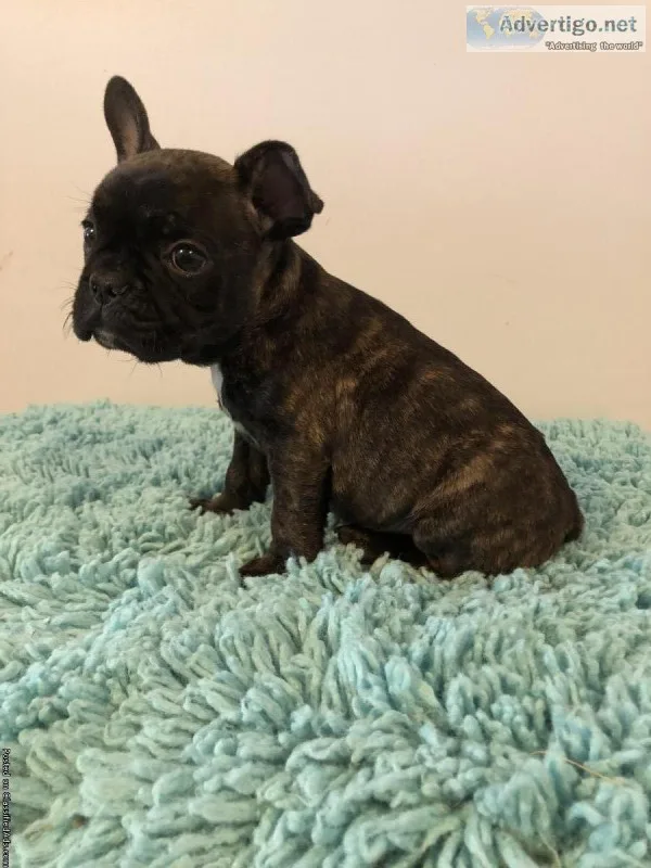 Black Brindle French Bulldog