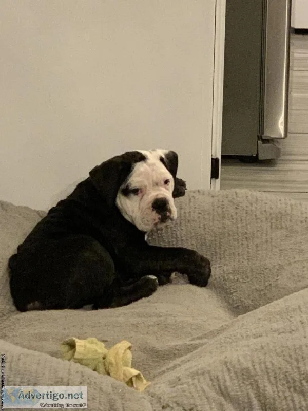 English Bulldog Puppy