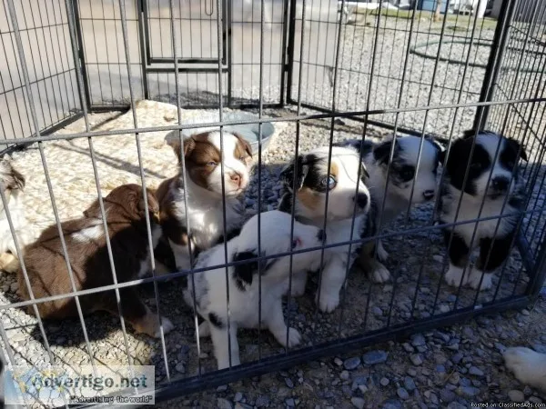 AKC Aussie Puppies