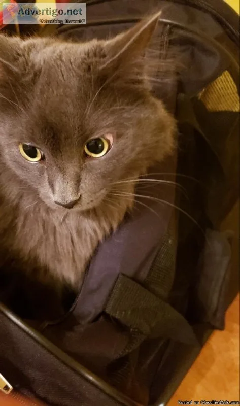 Beautiful gray longhaired domestic cat