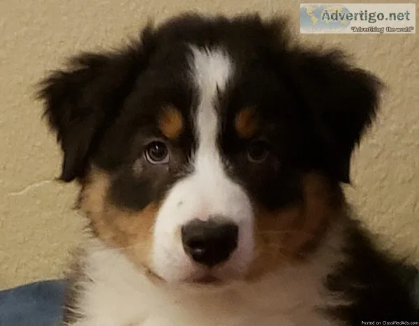 AKC Australian Shepherd Puppie
