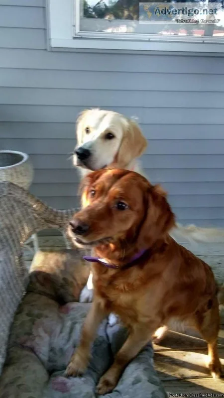 5 AKC Golden retrievers
