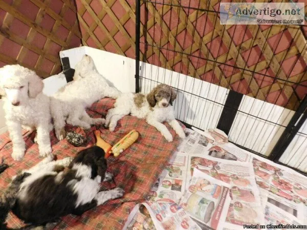 Mini English Goldendoodle Puppies ( F1b Low Shedding Hypoall