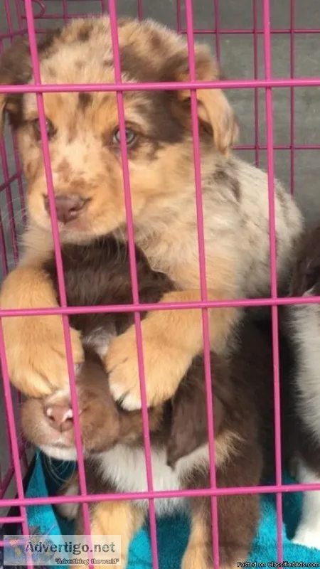Puppies in Southern Utah