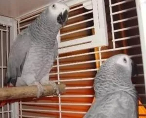 Awesome African Grey Parrots
