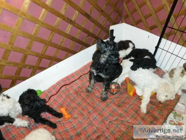Shih Tzu Maltepoo Puppies for sale