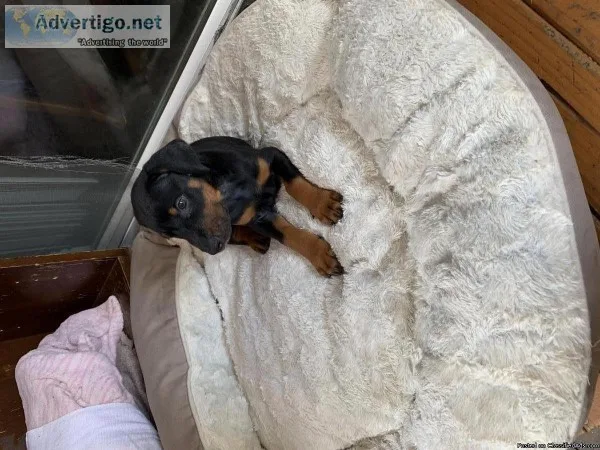 Doberman Puppies