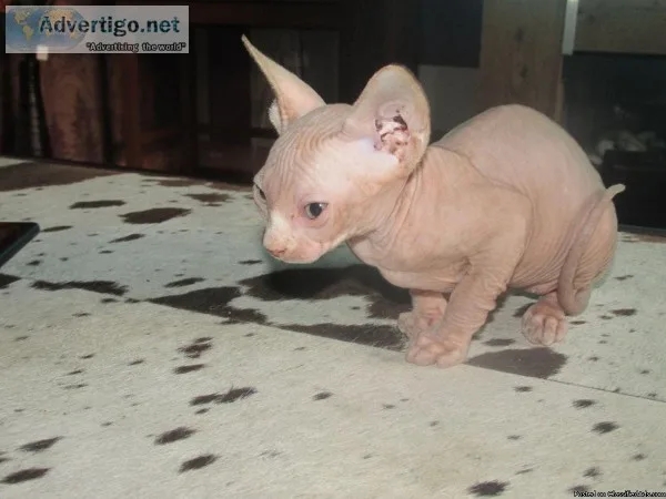 Beautiful Sphynx Kittens Ready Now
