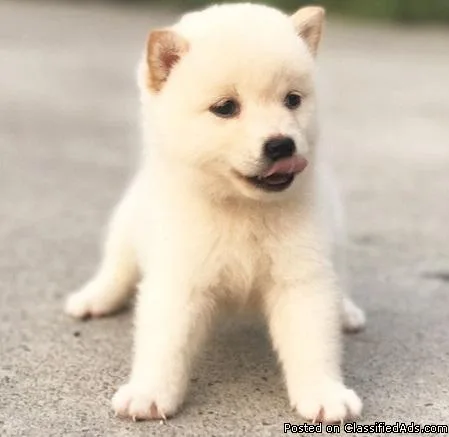 Shiba Inu puppies