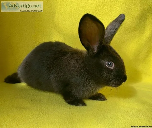 Flemish Giant Mix