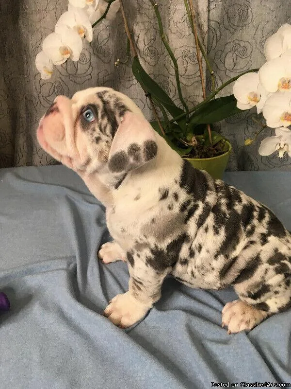 BEAUTIFUL CKC REG ENGLISH BULLDOGS